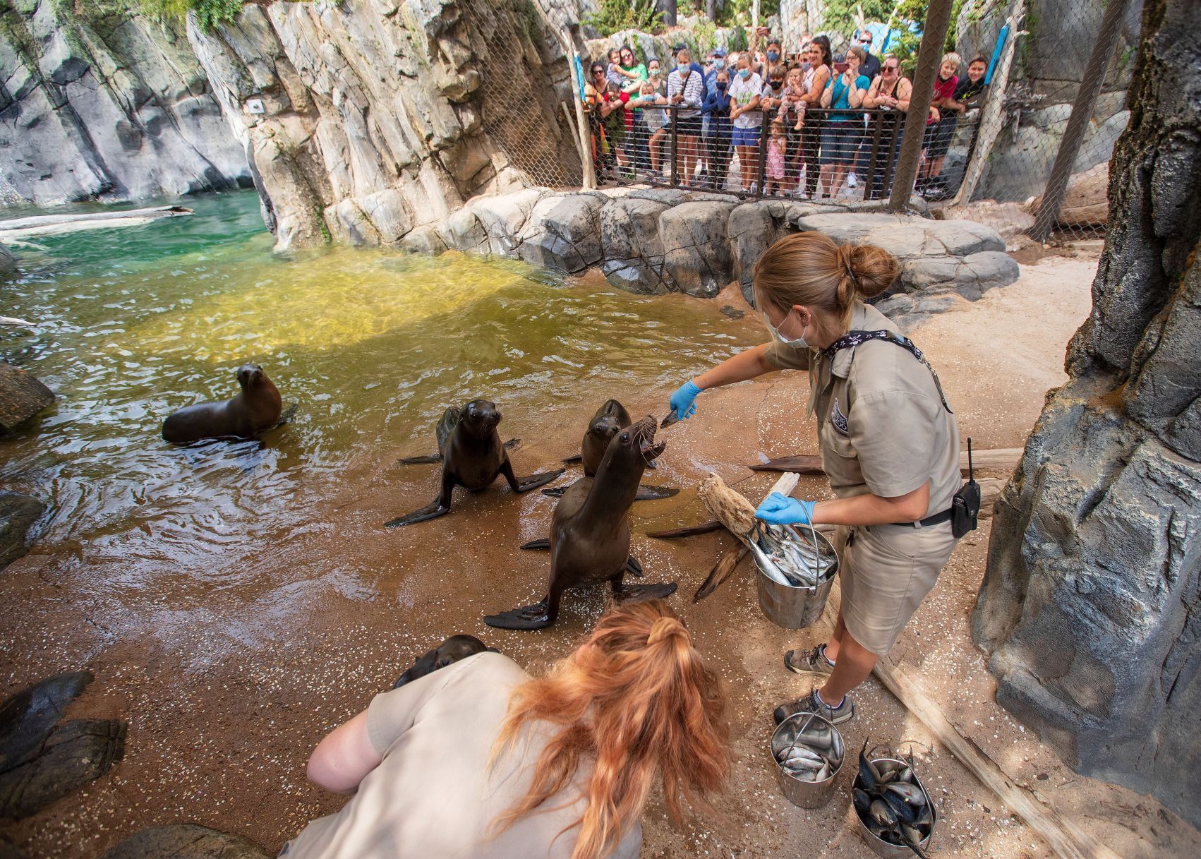 20200909_new_sealions_zl2
